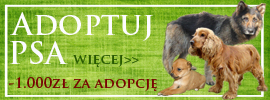 Zwierzęta do adopcji