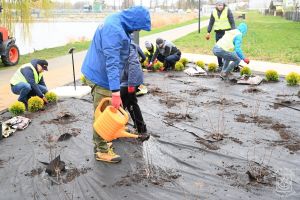 Sadzenie roślin nad zalewem w ramach Dnia Wolontariatu dla Lokalnego Środowiska SEGRO w Strykowie