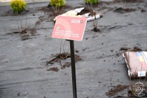 Sadzenie roślin nad zalewem w ramach Dnia Wolontariatu dla Lokalnego Środowiska SEGRO w Strykowie
