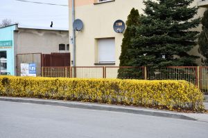 Wiosenne prace na zieleńcach