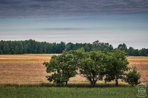 Sołectwo Sierżnia