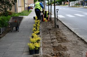 Sadzenie zieleni przy ul. Kościuszki przez JRP w Strykowie