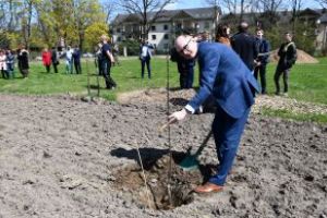 Burmistrz Witold Kosmowski sadzący drzewo w sadzie tradycyjnym przy ŁODR