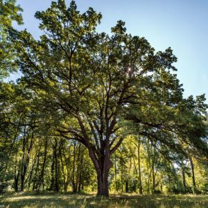 Bratoszewice (park przy ZS Nr 1) - dąb szypułkowy