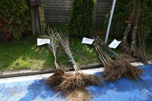 Akcja ekologiczna - "Bądź EKO i zasadź w Gminie Stryków drzewo"