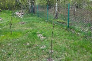 Akcja ekologiczna - "Bądź EKO i zasadź w Gminie Stryków drzewo"