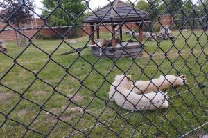 Wakacyjna wycieczka do Zoo Safari