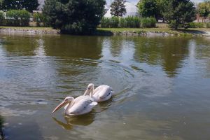 Wakacyjna wycieczka do Zoo Safari