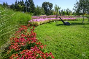 Nowy Park nad Moszczenicą - różnorodna roślinność
