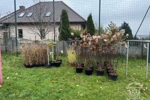 Zieleń na działce w Kiełminie, widok przygotowanych drzew i roślin ozdobnych do nasadzenia