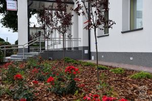 Nasadzenia zieleni przy Urzędzie Miejskim w Strykowie