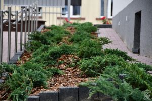 Nasadzenia zieleni przy Urzędzie Miejskim w Strykowie