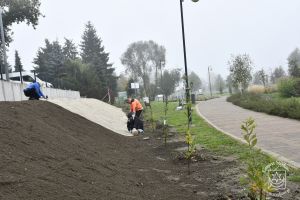 Przebudowa parkingu za Urzędem Miejskim w Strykowie, zdjęcie w trakcie wykonywania nasadzeń oraz rozkładanie włókniny na...