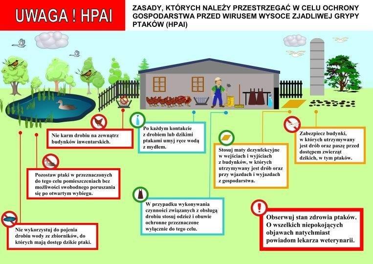 Ptasia grypa ulotka informacyjna.