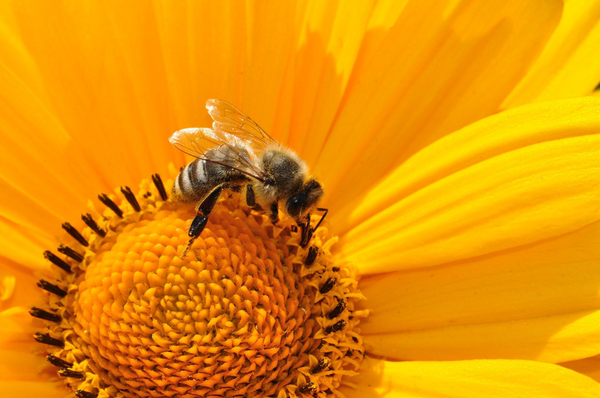 Ogólnopolski Wielki Dzień Pszczół  w Zespole Parków Krajobrazowych  Województwa Łódzkiego