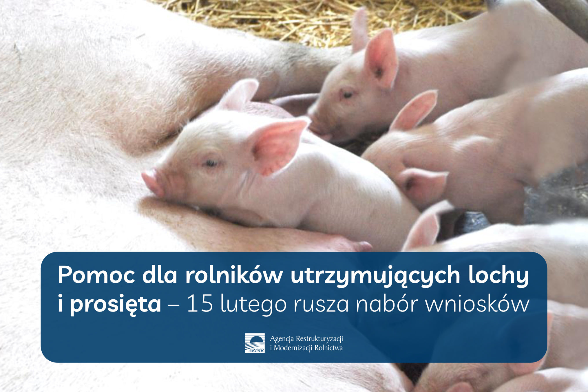 Pomoc dla rolników utrzymujących lochy i prosięta - można składać wnioski w ARiMR