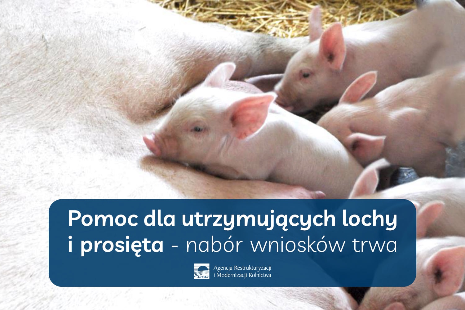 Pomoc dla utrzymujących lochy i prosięta – nabór wniosków trwa, a ARiMR wypłaca już wsparcie   