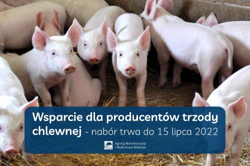 Wsparcie dla producentów trzody chlewnej – trwa nabór wniosków